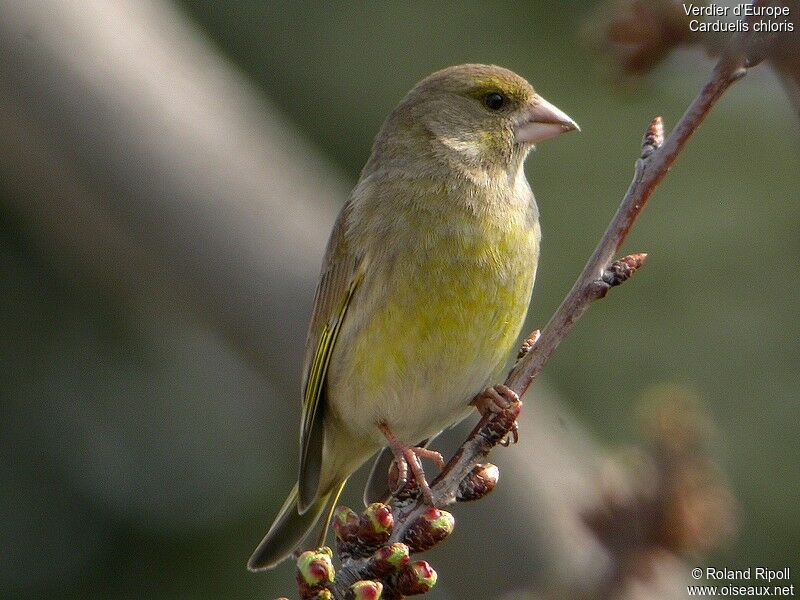 European Greenfinch