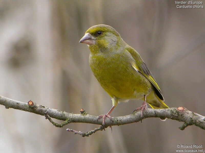 European Greenfinch