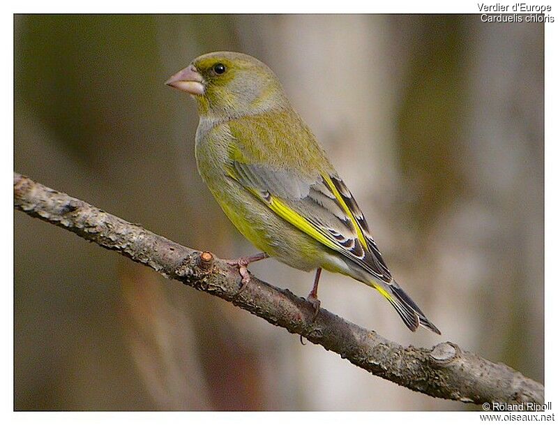 European Greenfinchadult post breeding