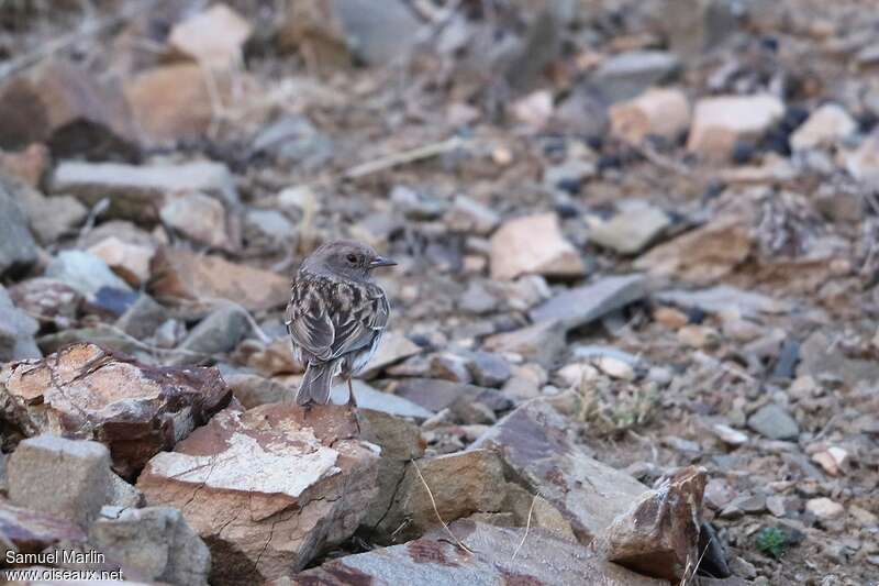 Accenteur rougegorgeadulte, habitat, camouflage, pigmentation