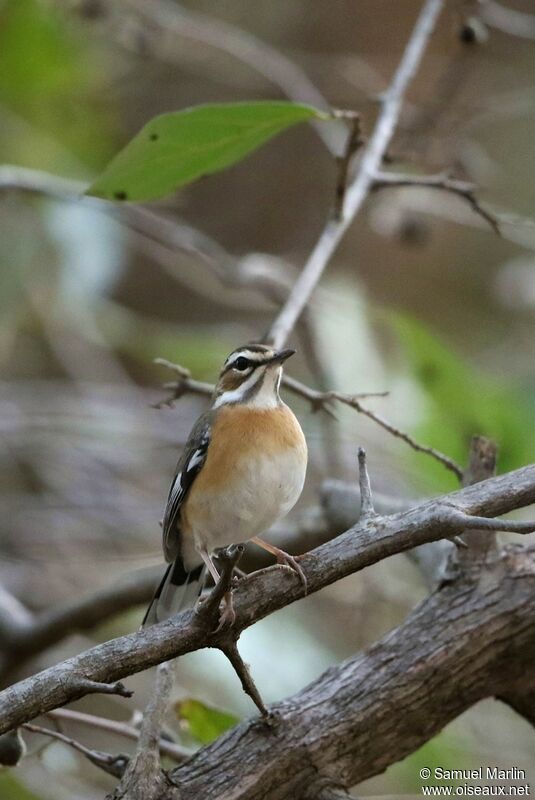 Bearded Scrub Robinadult