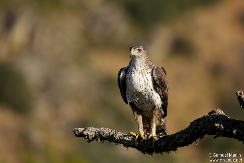 Aigle de Bonelliadulte