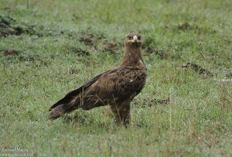 Aigle des steppesadulte, habitat, pêche/chasse