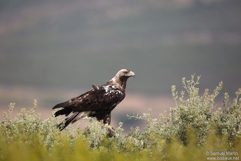 Aigle ibériqueadulte