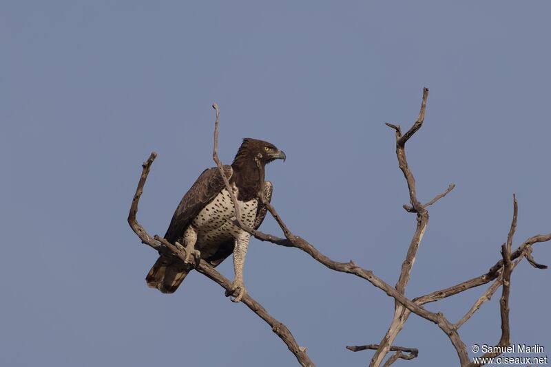 Aigle martialadulte