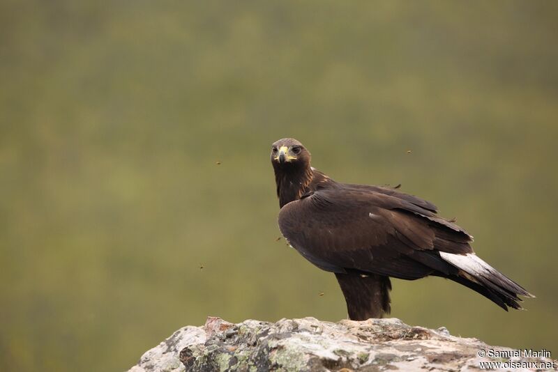 Golden Eaglejuvenile