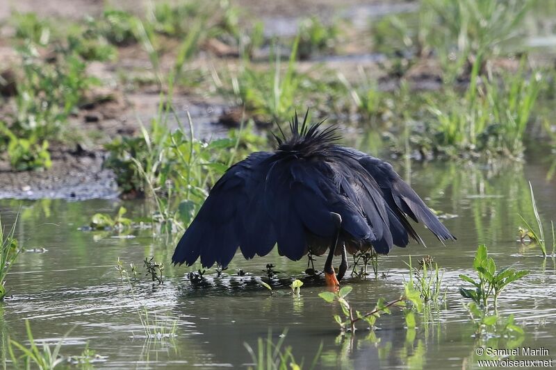 Aigrette ardoiséeadulte, pêche/chasse