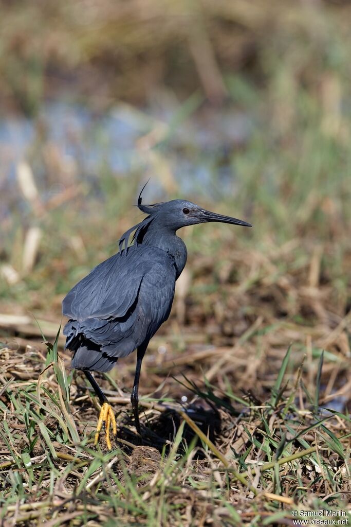 Aigrette ardoiséeadulte