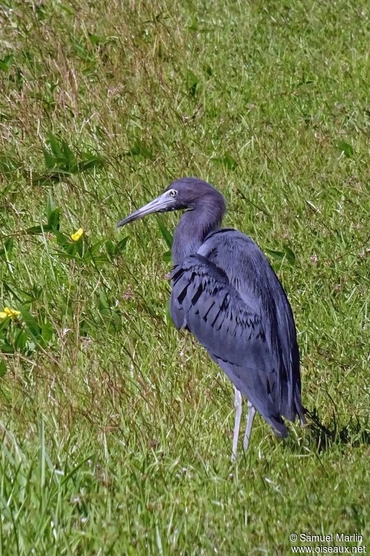 Little Blue Heronadult