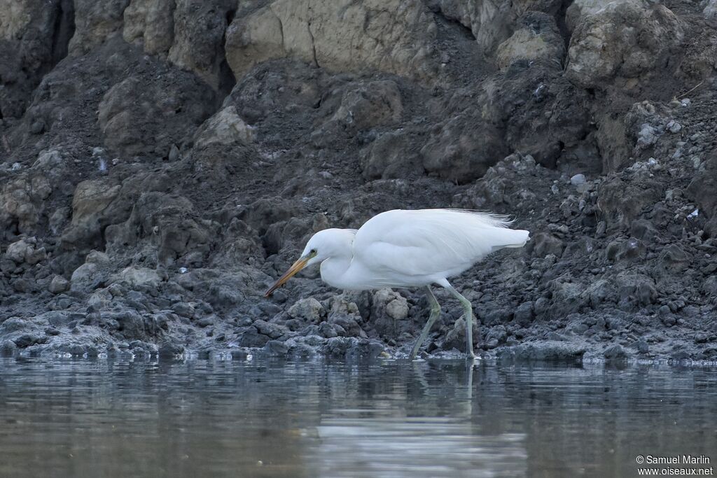 Aigrette de Chineadulte