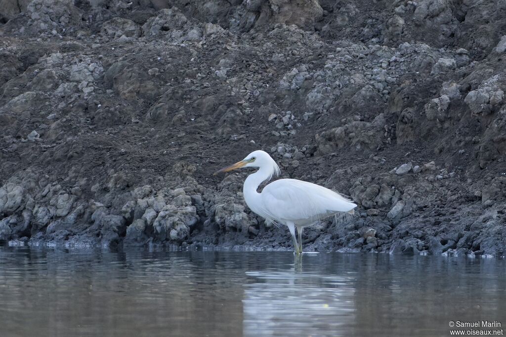 Aigrette de Chineadulte