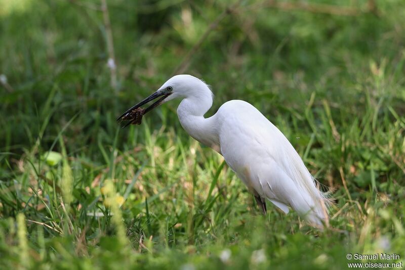 Little Egretadult, eats