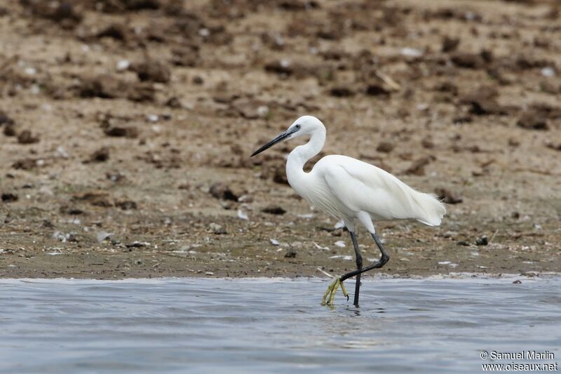 Aigrette garzetteadulte