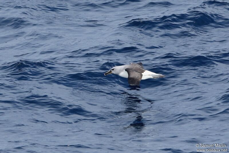 Albatros à tête griseadulte, Vol