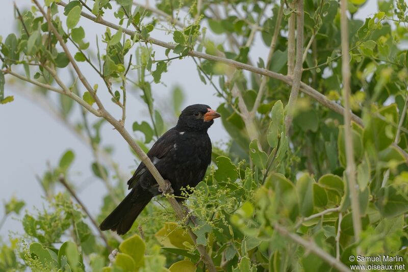 Red-billed Buffalo Weaveradult