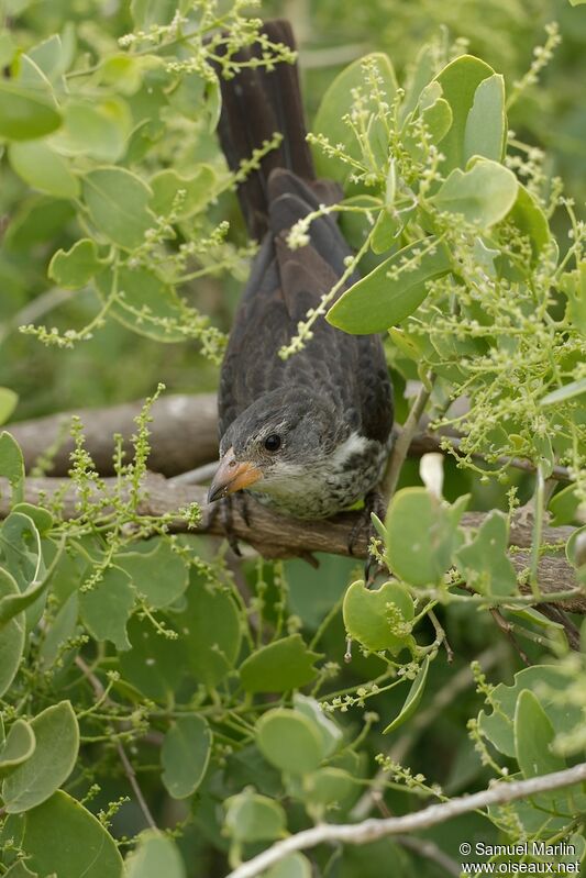 Red-billed Buffalo Weaver