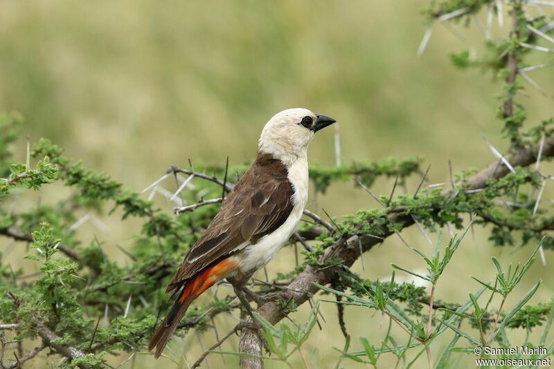 White-headed Buffalo Weaveradult