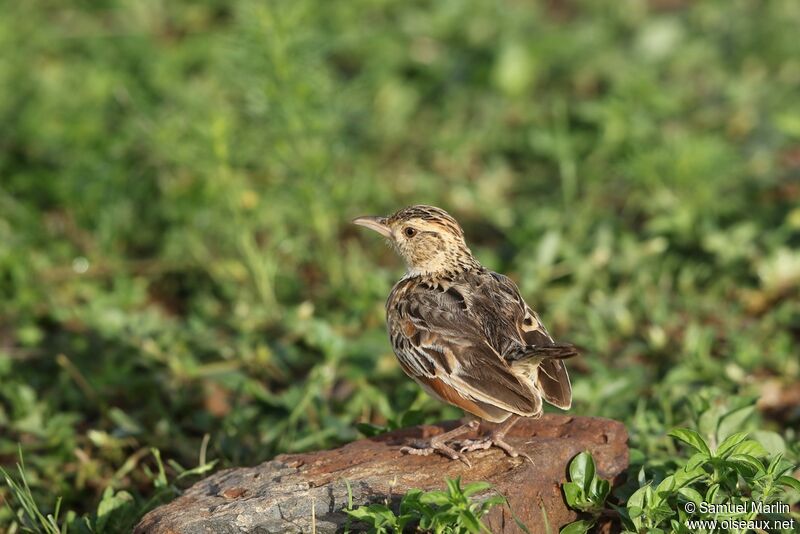 Rufous-naped Larkadult