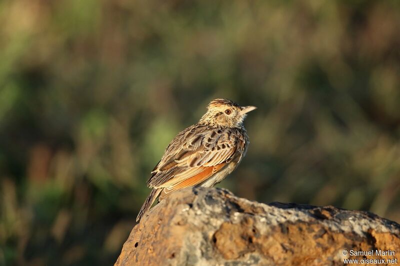 Rufous-naped Lark male adult