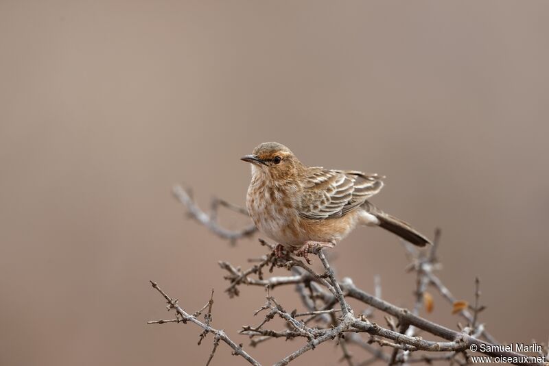 Pink-breasted Larkadult