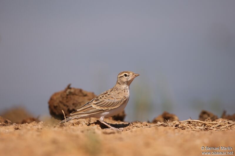 Greater Short-toed Larkadult