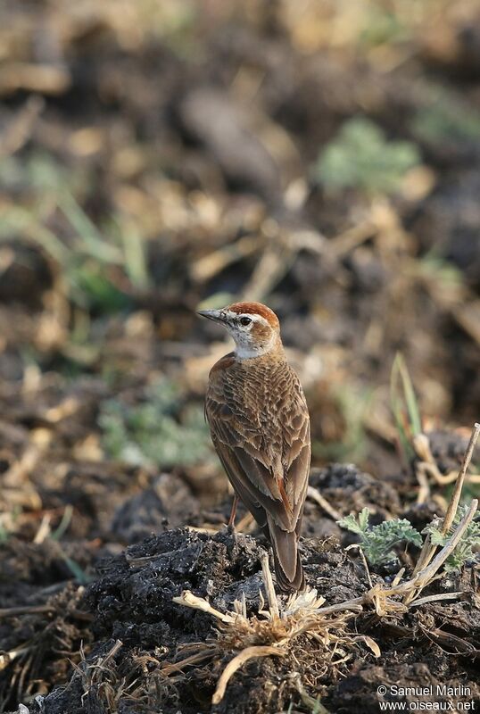 Red-capped Larkadult