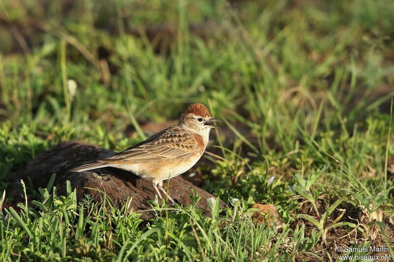 Red-capped Lark