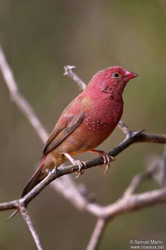 Red-billed Firefinch male adult, identification