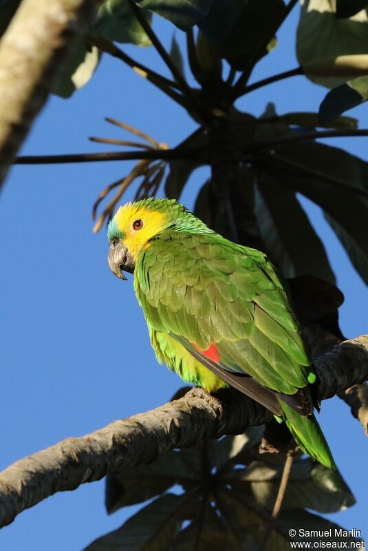 Turquoise-fronted Amazonadult