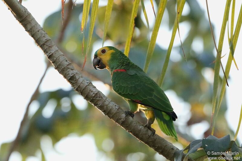 Turquoise-fronted Amazon