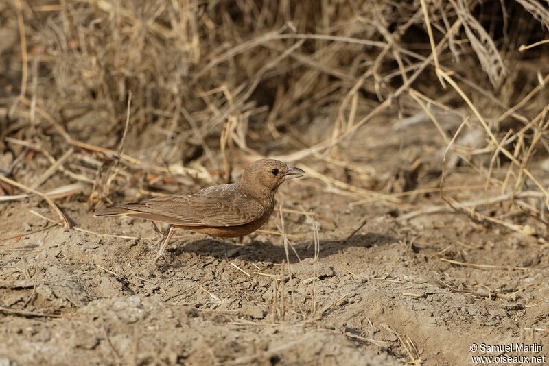 Rufous-tailed Larkadult