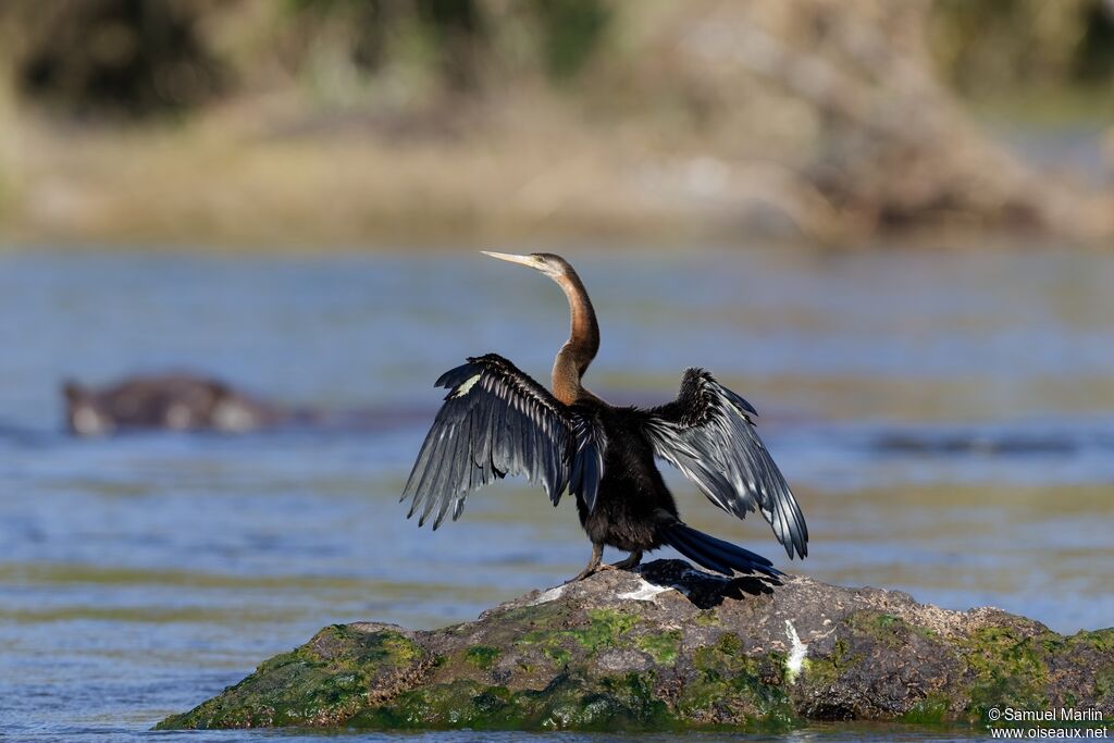 Anhinga d'Afriqueadulte