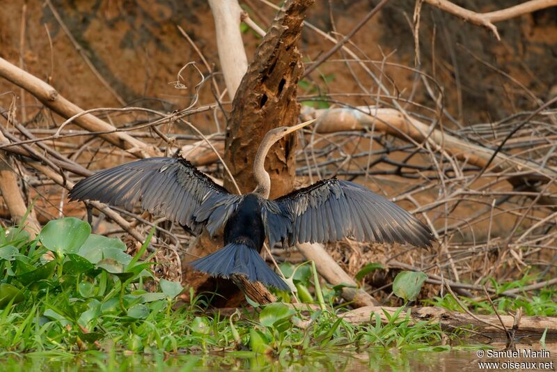 Anhinga d'Amériqueadulte