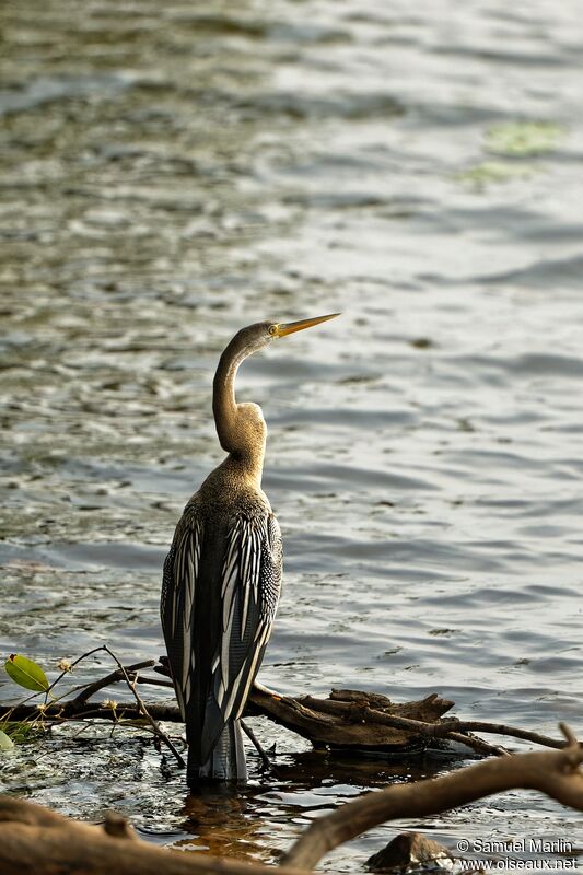 Anhinga rouxadulte