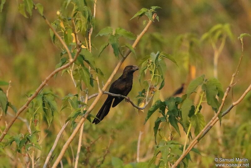 Smooth-billed Aniadult