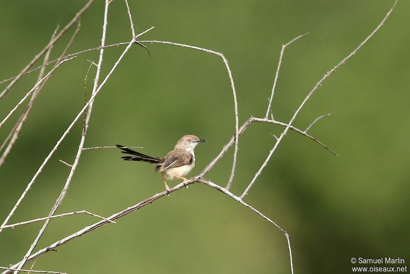 Red-fronted Priniaadult