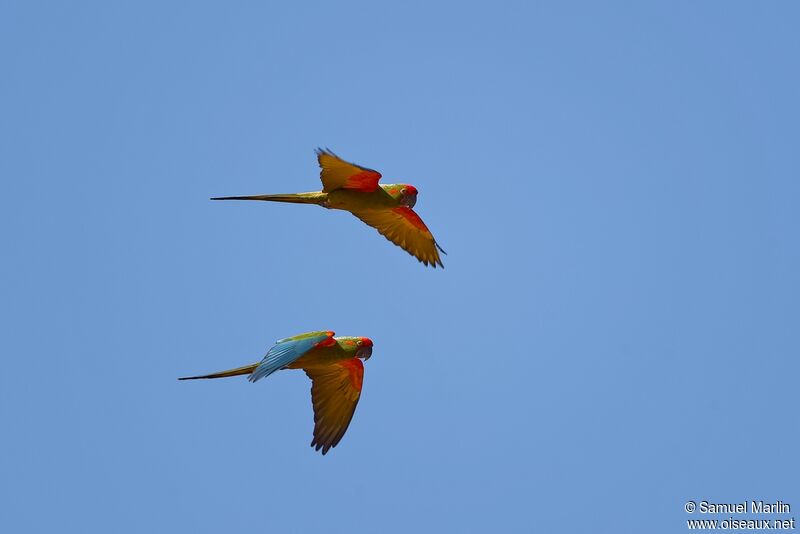 Red-fronted Macawadult, Flight