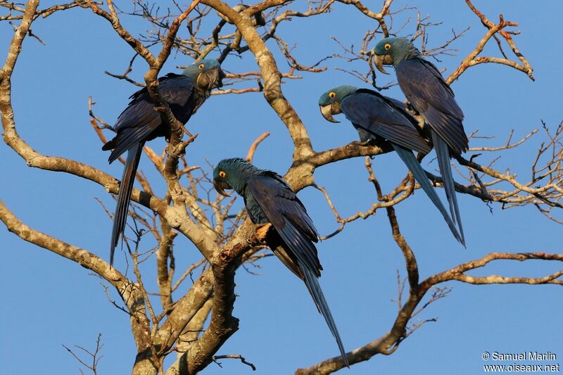 Hyacinth Macaw