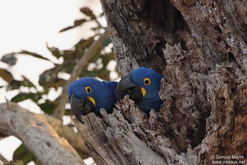 Hyacinth Macaw