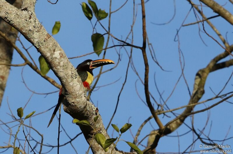 Chestnut-eared Aracari