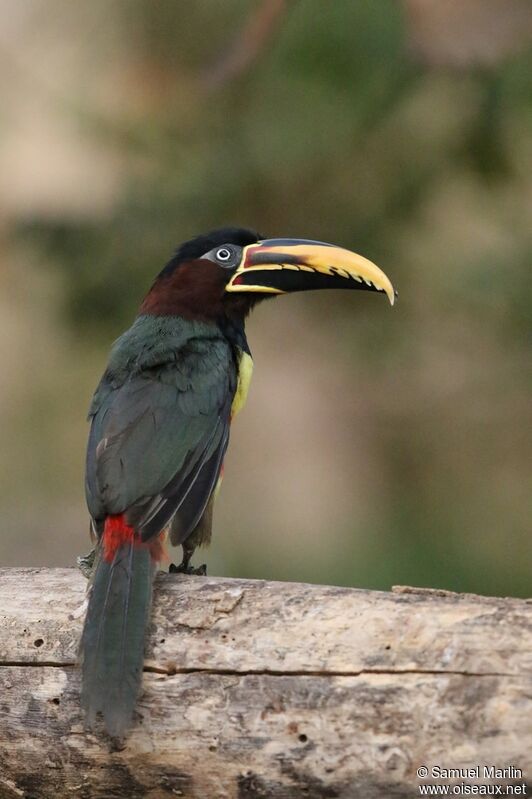 Chestnut-eared Aracariadult