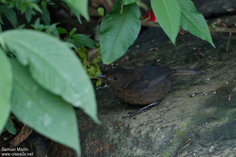 Sri Lanka Whistling Thrush female adult