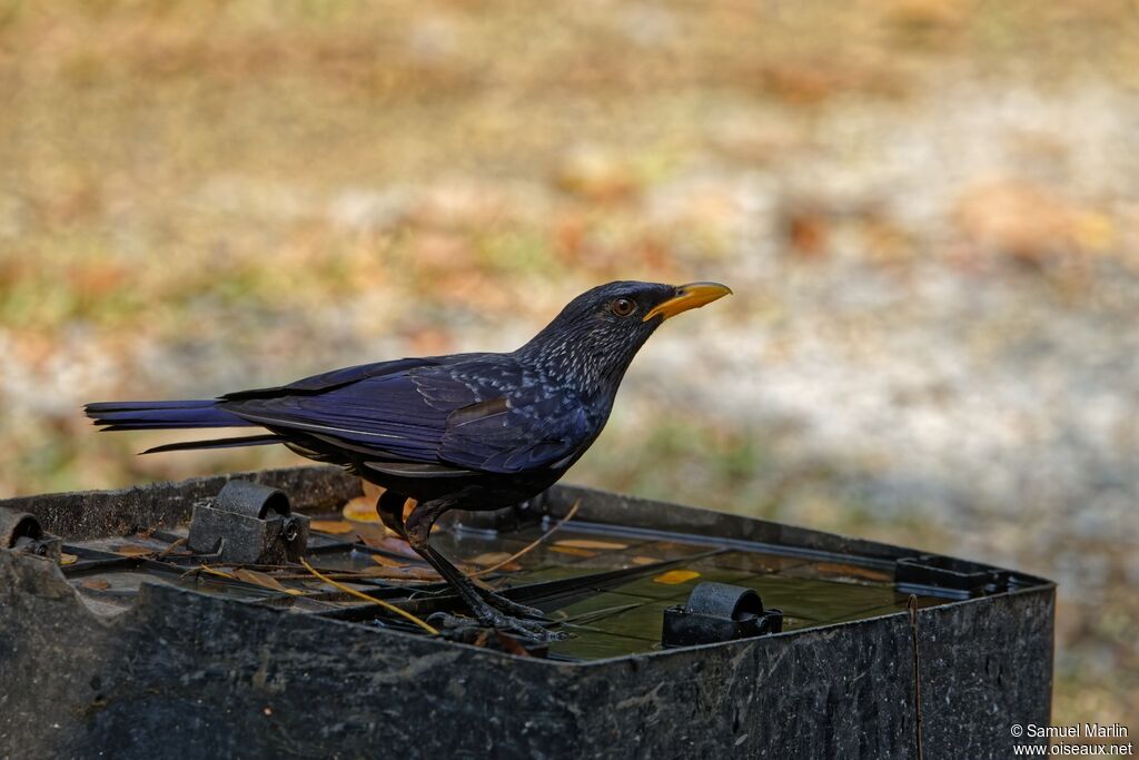 Blue Whistling Thrush male immature