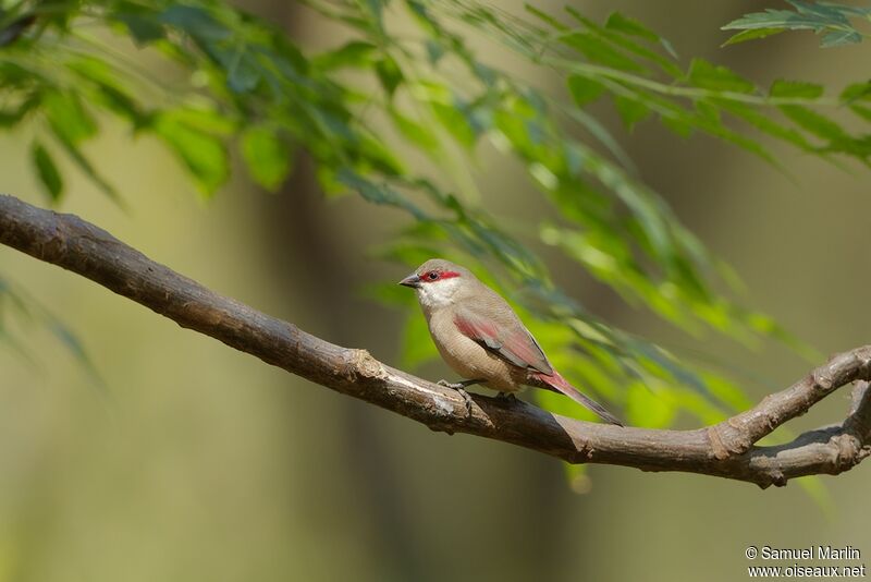 Crimson-rumped Waxbilladult