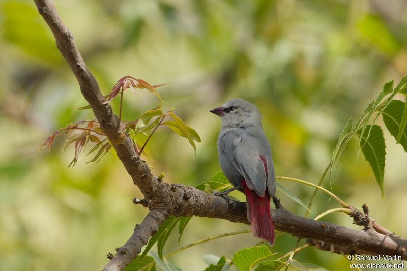 Lavender Waxbilladult