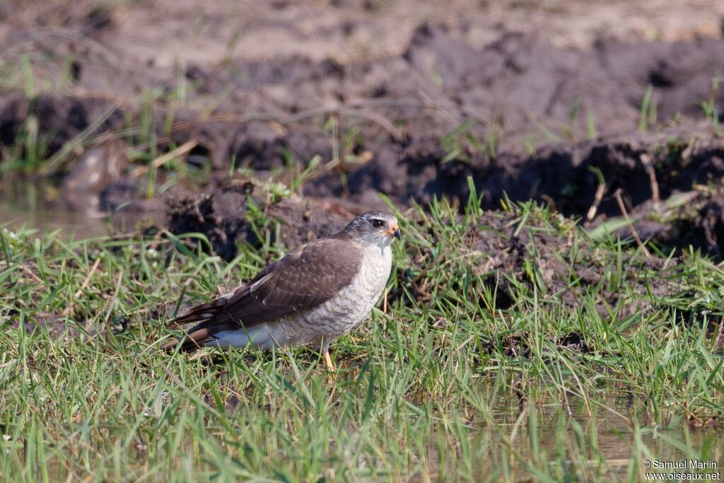Gabar Goshawksubadult