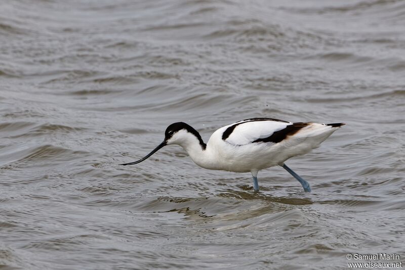 Avocette éléganteadulte