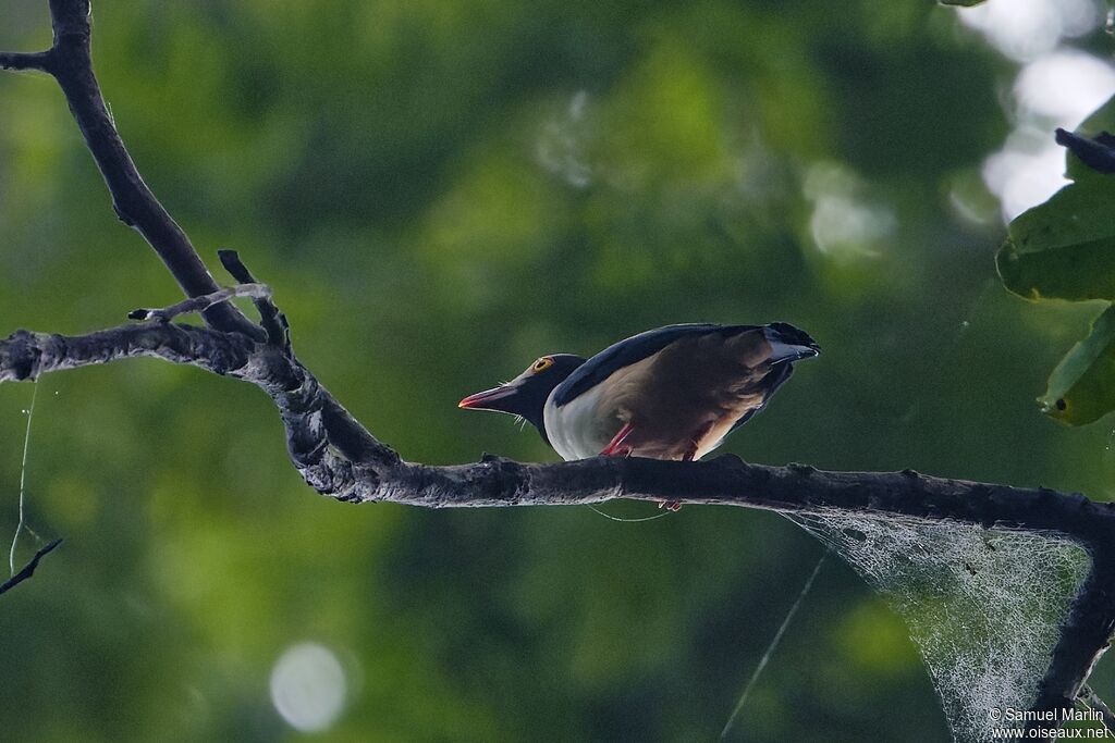 Bagadais à bec rouge