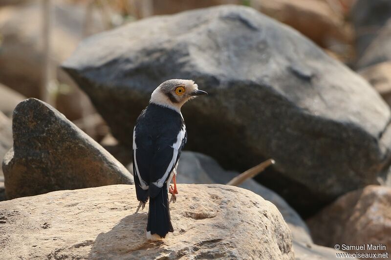 White-crested Helmetshrikeadult