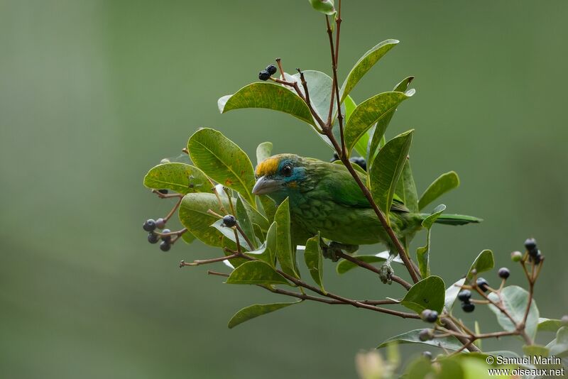 Yellow-fronted Barbetadult